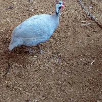 مرغ شاخدار