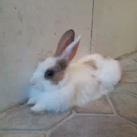 خرگوش بازی گوش