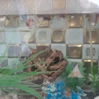 اکواریوم با تمام لوازم و ماهی|ماهی|آبیک, |دیوار