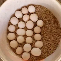 تخم نطفه دار گلین طوسی|حیوانات مزرعه|کرمانشاه, |دیوار