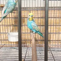 مرغ عشق رینبو|پرنده|فولادشهر, B8|دیوار