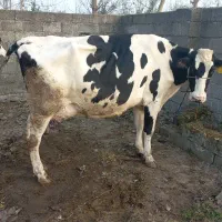 گاو گوساله ورزا