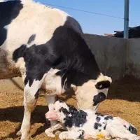 تلقیح مصنوعی و مشاوره پرورش دام سبک و سنگین