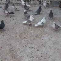 کبوترپرشی|پرنده|قم, آزادگان|دیوار