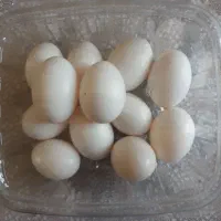 تخم  تازه کبوتر