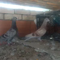 جوجه المانی دوبال دم سفید کربلای ماده