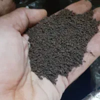 چای کله مورچه ای