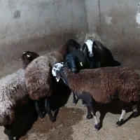 میش چاق کشتاری|حیوانات مزرعه|شیروان (لرستان), |دیوار