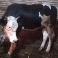 گاو