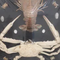 تابلو‌طبیعی