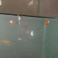 ماهی گپی|ماهی|مشهد, شهرک شیرین|دیوار