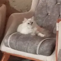 گربه