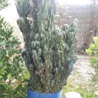 کاکتوس صخره‌ ای|گل و گیاه طبیعی|تولم شهر, |دیوار