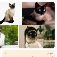 گربه سیامی نر تایلندی