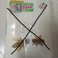 کتاب کار های هفتم هشتم و نهم|کتاب و مجله آموزشی|رشت, نیروی دریایی|دیوار