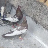 کفتر|پرنده|مرودشت, بیست متری بیمارستان|دیوار