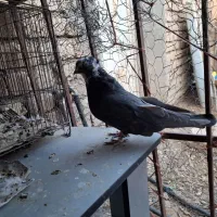 کبوتر|پرنده|کبودرآهنگ, |دیوار