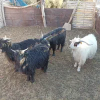 تروشک|حیوانات مزرعه|کورین, |دیوار