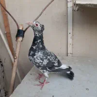 سار کاکلی،سرخ کاکلی،دم سفید،زرد،کشکلک