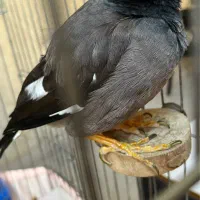 مرغ مینا سخنگو شاه تخم|پرنده|قدس, شهر‌قدس|دیوار