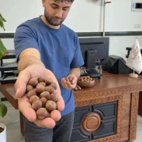 فروش تولید نهال فندق بارتلر دارای مجوز تولید جهاد