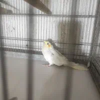 عروس هلندی با جوجه