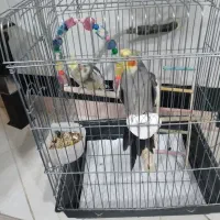 عروس هلندی یک جفت با وسایل|پرنده|فردیس, سپید دشت|دیوار