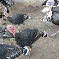 حیوانات مزرعه|حیوانات مزرعه|بره‌سر, |دیوار