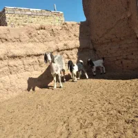 بز زاییده دوقلو|حیوانات مزرعه|بجستان, |دیوار