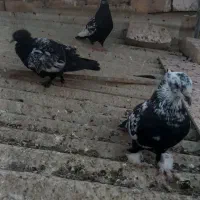 یه‌جفت‌نروماده‌سینه‌ای