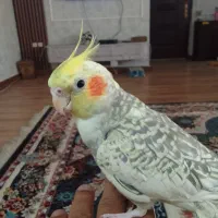 عروس هلندی|پرنده|اهواز, کوی صادقیه|دیوار