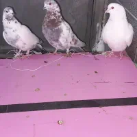 کبوتر پرشی سنگین