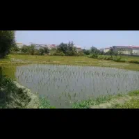 زمین شالیزار