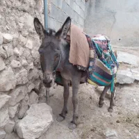 فروش.حیوانات