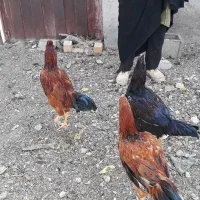 سه عدد جوجه خروس اعلا بسیار شاد