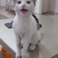گربه ماده