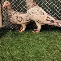 سار سرور هفرنگ
