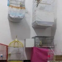 پرنده|پرنده|مریوان, |دیوار