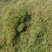 یونجه‌