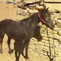 مادیان کرد شجره دار|اسب و تجهیزات اسب‌سواری|سنندج, |دیوار