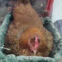 مرغ تخمگذار و خروس|حیوانات مزرعه|کرمانشاه, |دیوار