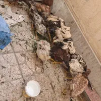 مرغ وخروس