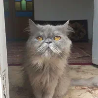 جفتگیری گربه ماده است|گربه|گرگان, |دیوار
