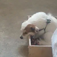 پاکوتاه|سگ|رشت, لاکان شهر|دیوار