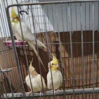 عروس هلندی جفت با جوجه