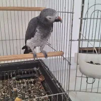 طوطی کاسکو|پرنده|نجف‌آباد, کهریزسنگ|دیوار