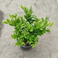 فروش گل یاس هلندی