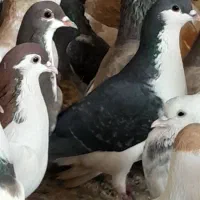 ۴۵تا رنگه پرشی