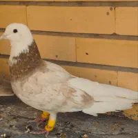 کبوتر شازده