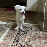 سگ ۵ ماهه
